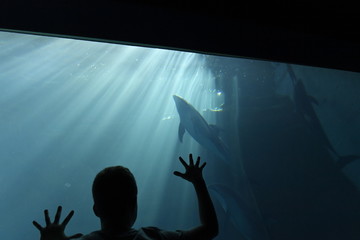 A boy watching Dolphins at Osaka Aquarium Kaiyukan in Osaka, Japan