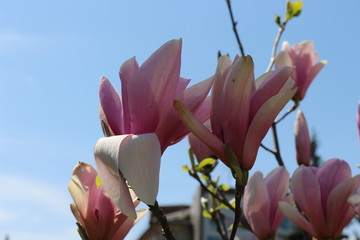 Bright pink magnolia blooms in spring park