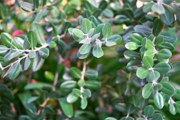 olive tree leaves filling the frame
