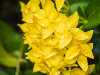 Yellow spike bloom after rain