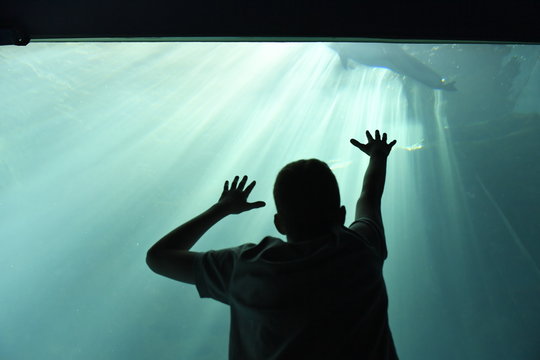 A boy watching Dolphins at Osaka Aquarium Kaiyukan in Osaka, Japan