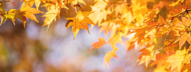 Beautiful maple leaves in autumn sunny day in foreground and blurry background in Kyushu, Japan. No people, close up, copy space, macro shot.