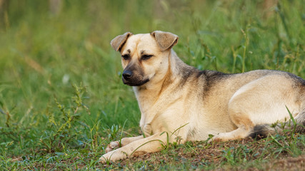 Portrait of a cute stray dog lying on green grass field in sunny afternoon.