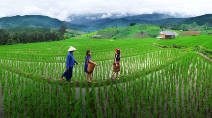 The hill tribe women in the landscape, mountains and fields have green trees at sunrise.