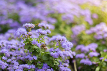 Ageratum flowers on a garden bed