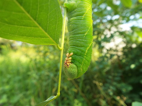 170 Best スズメガ Images Stock Photos Vectors Adobe Stock