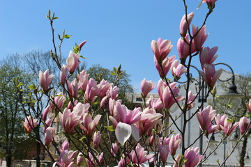 Bright pink magnolia blooms in spring park