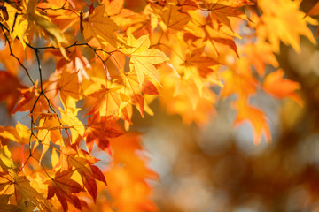 Beautiful maple leaves in autumn sunny day in foreground and blurry background in Kyushu, Japan. No...