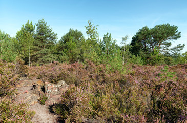 purple heather land in Fontainebleau forest