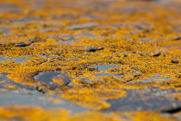 Yellow plant on a roof in Carcassonne