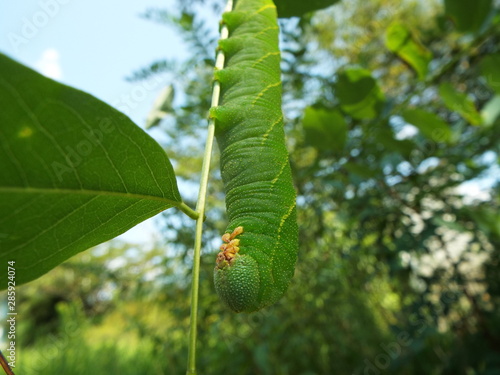 トビイロスズメ 幼虫 Larva Of Moth Wall Mural Wallpaper Murals Present4 U