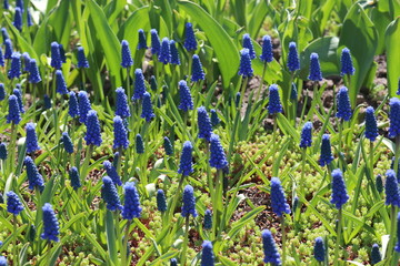 Muscari bright blue flowers adorn flowerbeds in summer gardens