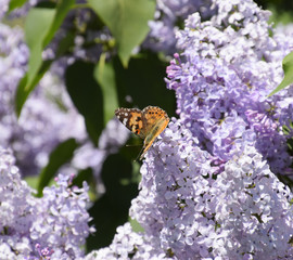 Butterfly Vanessa cardui on lilac flowers. Pollination blooming