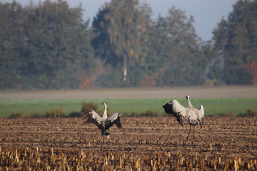 Kraniche im Moor