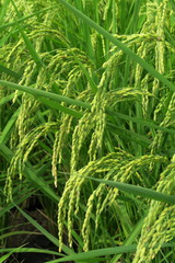 郊外の田圃の実り始めた稲