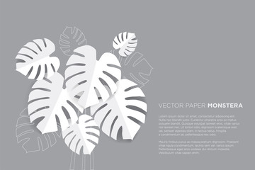 White paper monsreta leaves on gray background