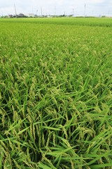 郊外の豊作の田圃風景
