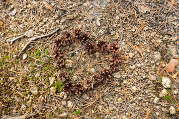 Heart composed of natural cones. 1