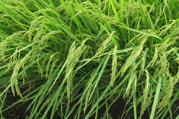 郊外の田圃の実り始めた稲