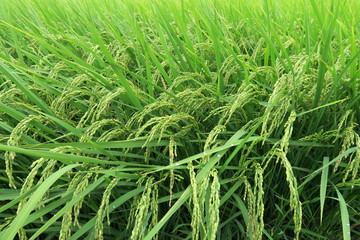 郊外の田圃の実り始めた稲