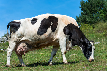 White and black dairy cow grazing in mountain with blue sky in background, Italian Alps, south Europe