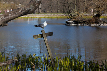 Seagull standing on a wooden cross in a park pond