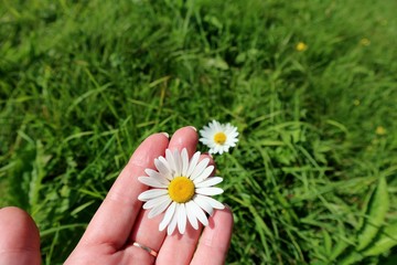 Camomile in a female hand