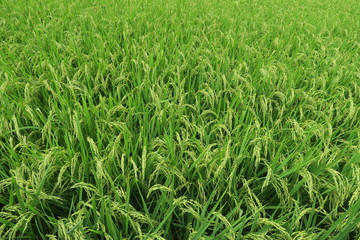 郊外の実り始めた田圃