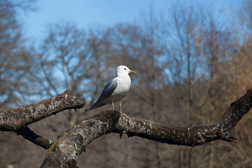 Seagull standing on a tree branch in a Slottsskogen Park