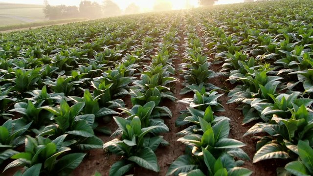LOW AERIAL close up of tobacco plant rows during sunrise
