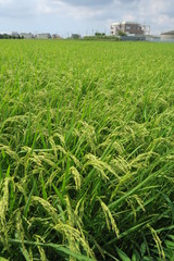 郊外の実り始めた田圃風景