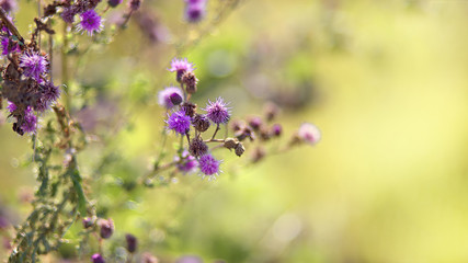 Beautiful burdock flower on green bokeh background closeup