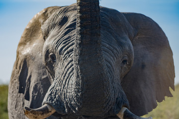 close up elefant