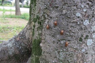 蝉の抜け殻のある公園の欅
