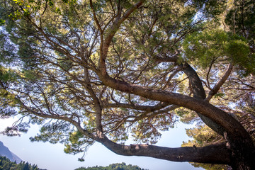 large conifer near the island of Sveti Stefan and Milocer beach in Montenegro