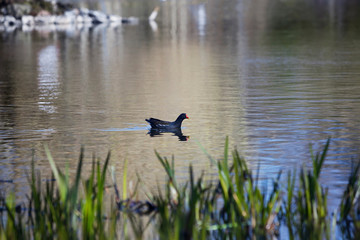 Common Gallinule swimming on the lake at Slottsskogen park