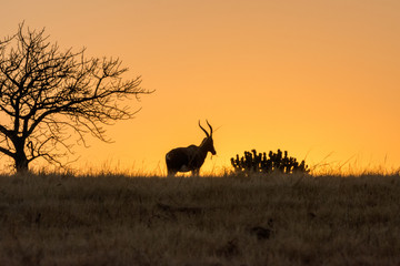 antelope in sunrise