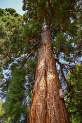 Fototapeta premium Mammutbaum - Sequoiadendron giganteum