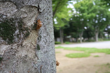 蝉の抜け殻のある公園の欅の木