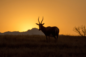 antelope at sunrise