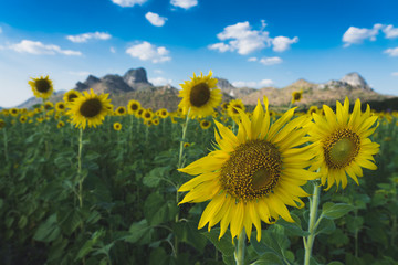 Sunflower field in Lopburi Thailand