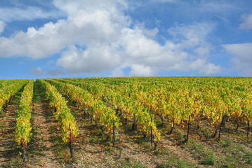 Fototapeta na wymiar Weinberg in Burgund in der Chablis Weinregion,Frankreich