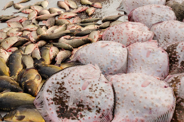 Fresh raw fish at the market. Flounders, mirror carps, crucian carp are laid out on the counter for...
