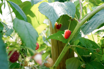 Fototapeta premium closeup of raspberries ripening at a fruit farm