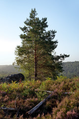 Pine tree and heather in the french Gâtinais regional nature park