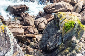 The seal lies on the stone, Tauranga Bay, New Zealand.