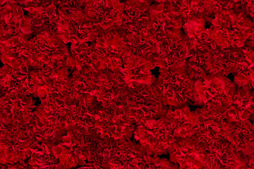Background of carnation flowers