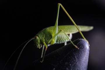 Big green grasshopper in a home on a part of furniture