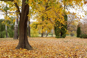 Golden autumn in the park