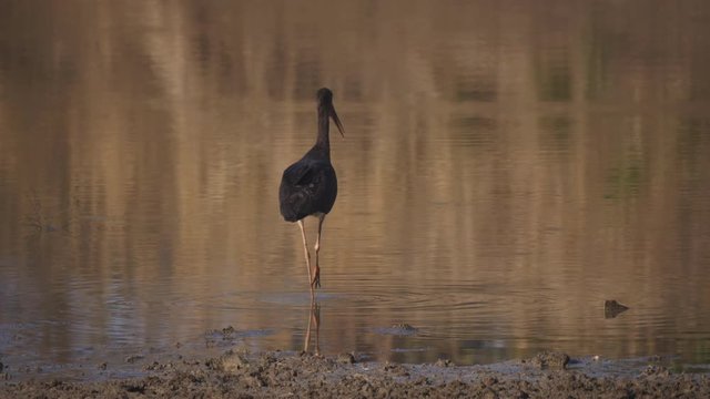 4K 60p clip of a black stork wading at a waterhole in tadoba andhari tiger reserve in india